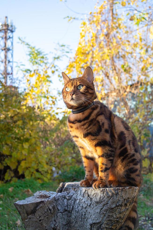 Young beautiful Bengal cat on an autumn walk among the yellow autumn foliage photo