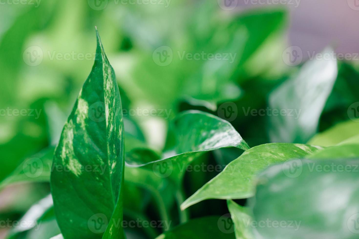Green leaves pattern background, Natural background. Tropical green leaf texture. photo