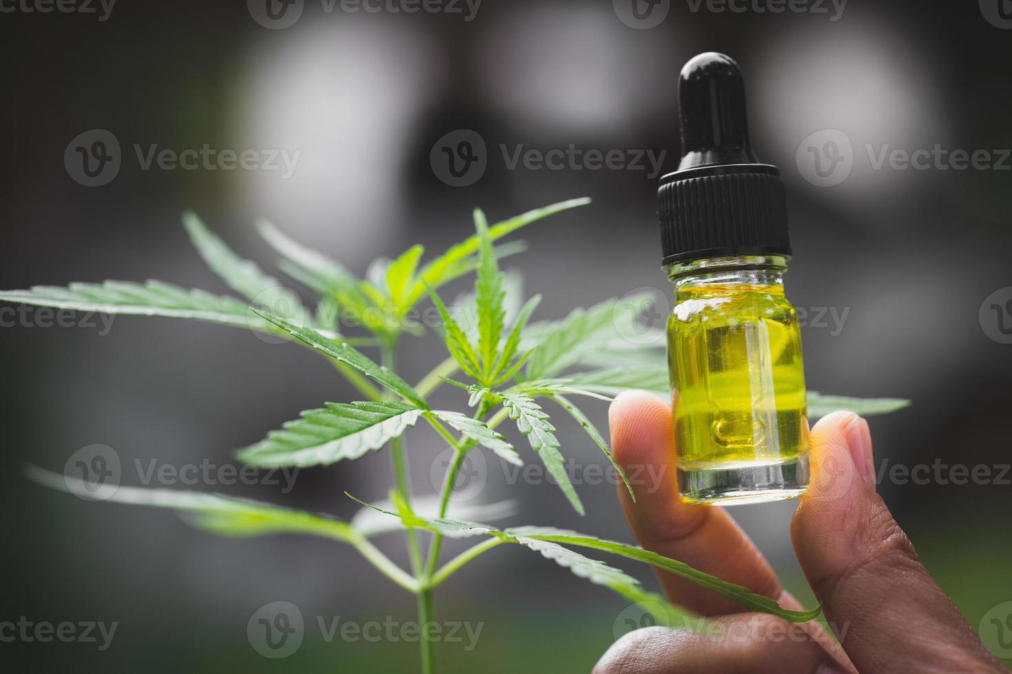 Hemp oil, Hand holding bottle of Cannabis oil against Marijuana plant, CBD oil pipette photo