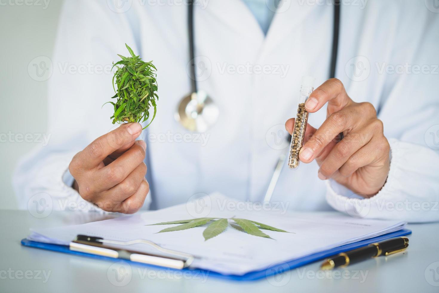 doctor is researching hemp oil. Cannabis Herb Research, Medical marijuana, CBD hemp oil research. photo