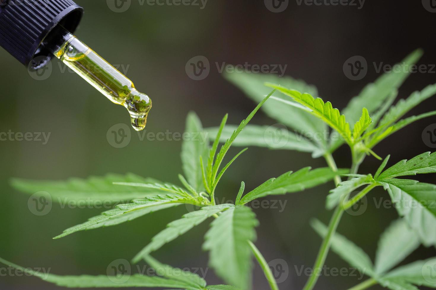 Hand holding Pipette with cannabis oil against Cannabis plant, CBD Hemp oil, medical marijuana oil concept photo