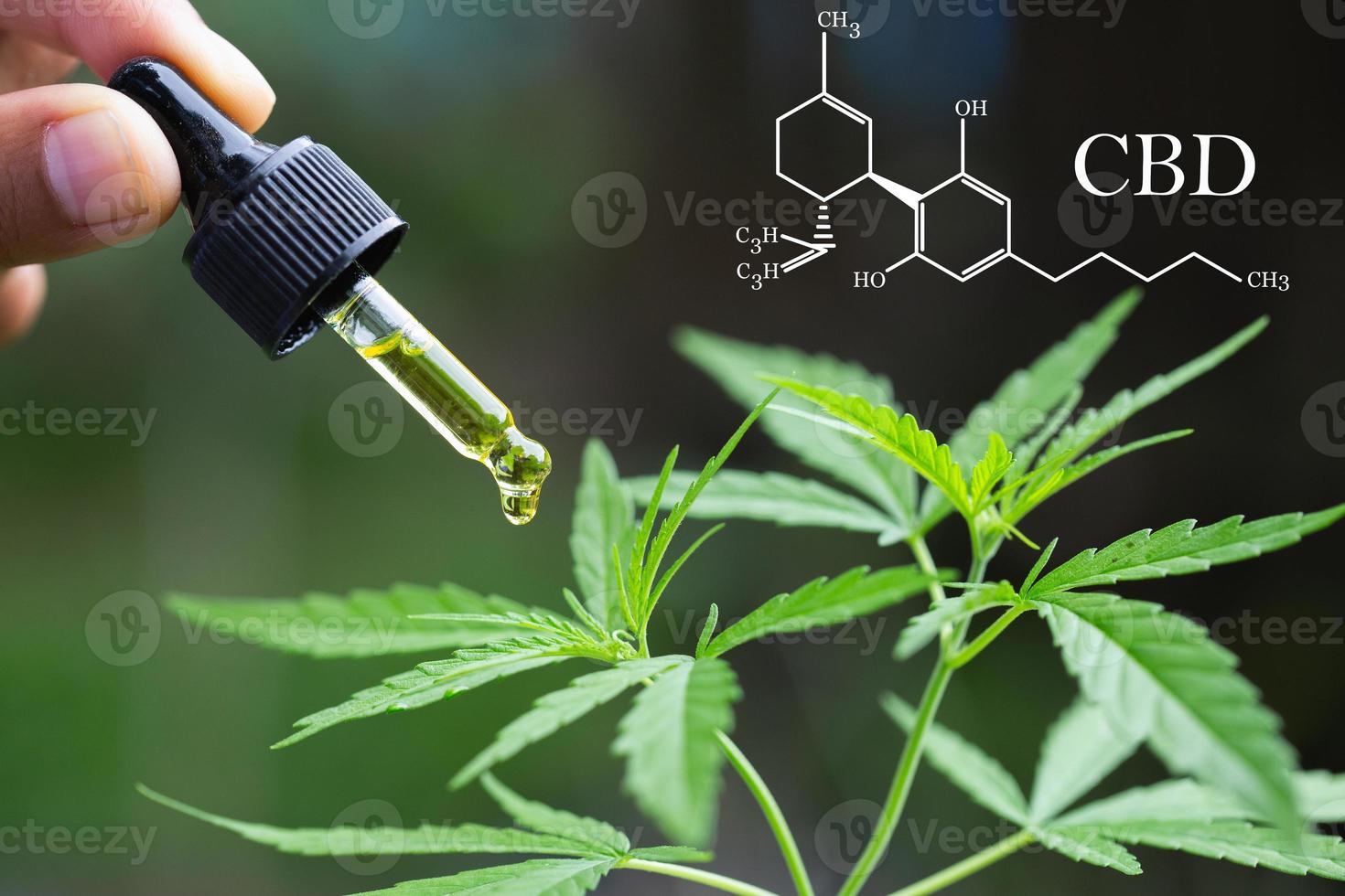 cbd hemp oil, formula CBD cannabidiol, doctor hand hold and offer to patient medical marijuana and oil., legal light drugs prescribe, alternative remedy or medication,medicine concept photo