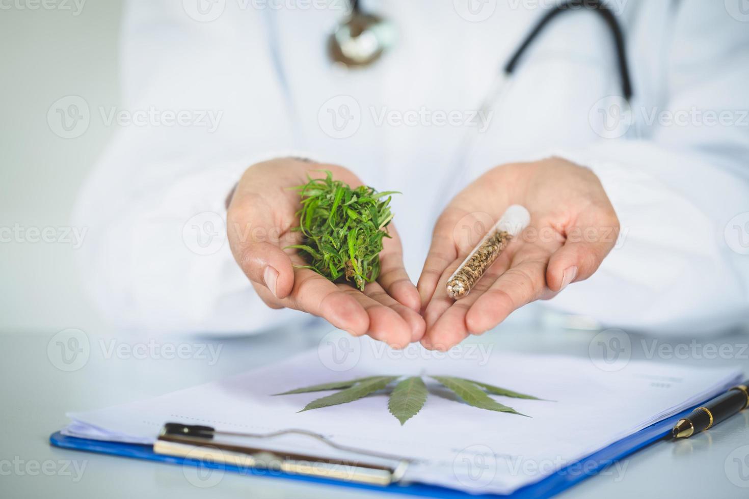 doctor is researching hemp oil. Cannabis Herb Research, Medical marijuana, CBD hemp oil research. photo