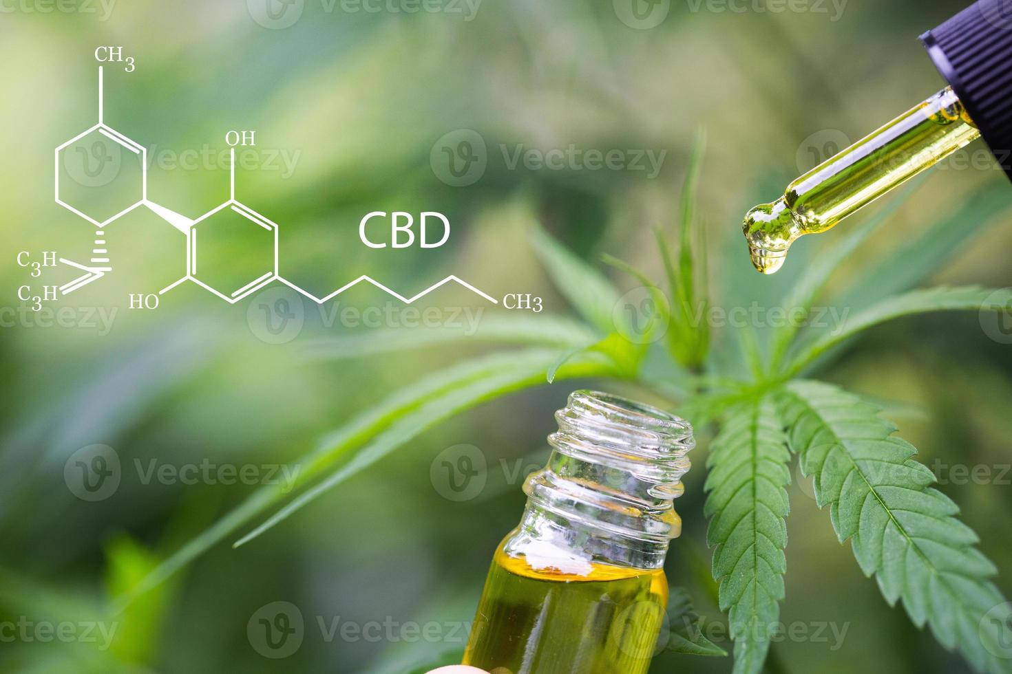 CBD  elements in Cannabis, Hemp oil, medical marijuana,  cannabinoids and health. photo