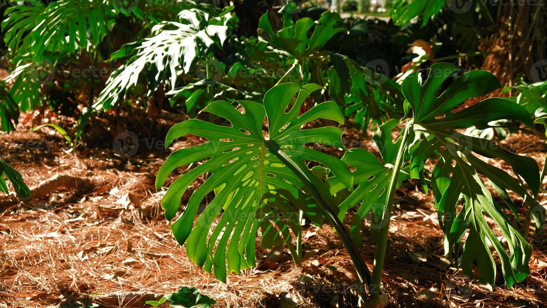Green leaves of plant Monstera grows in wild climbing tree jungle, rainforest plants evergreen vines bushes. Tropical jungle foliage pattern concept background. photo