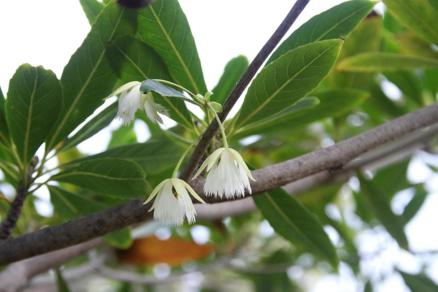 Light cream color flowers and blur green leaves background of Fairy Petticoats tree on brush, Thailand. photo