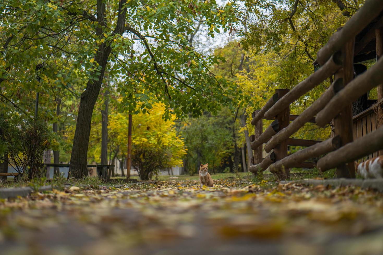 red cat sits in yellow autumn foliage in the park photo