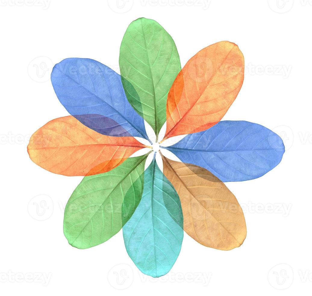 Abstract colorful Leaf isolated on white photo