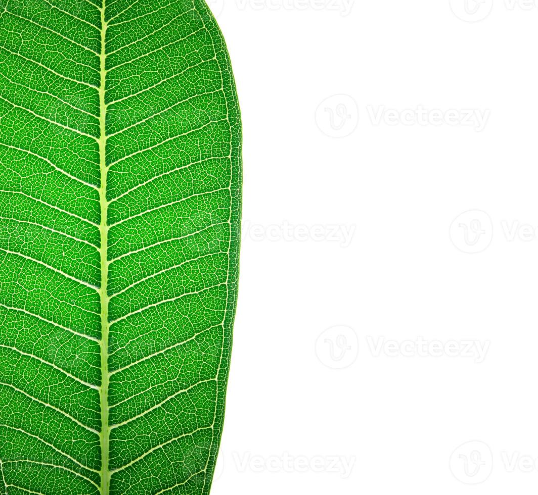 Close up on green leaf texture on white background photo