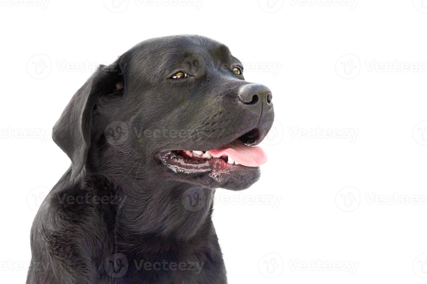 Black labrador retriever junior on a white background. Dog isolate portrait. photo