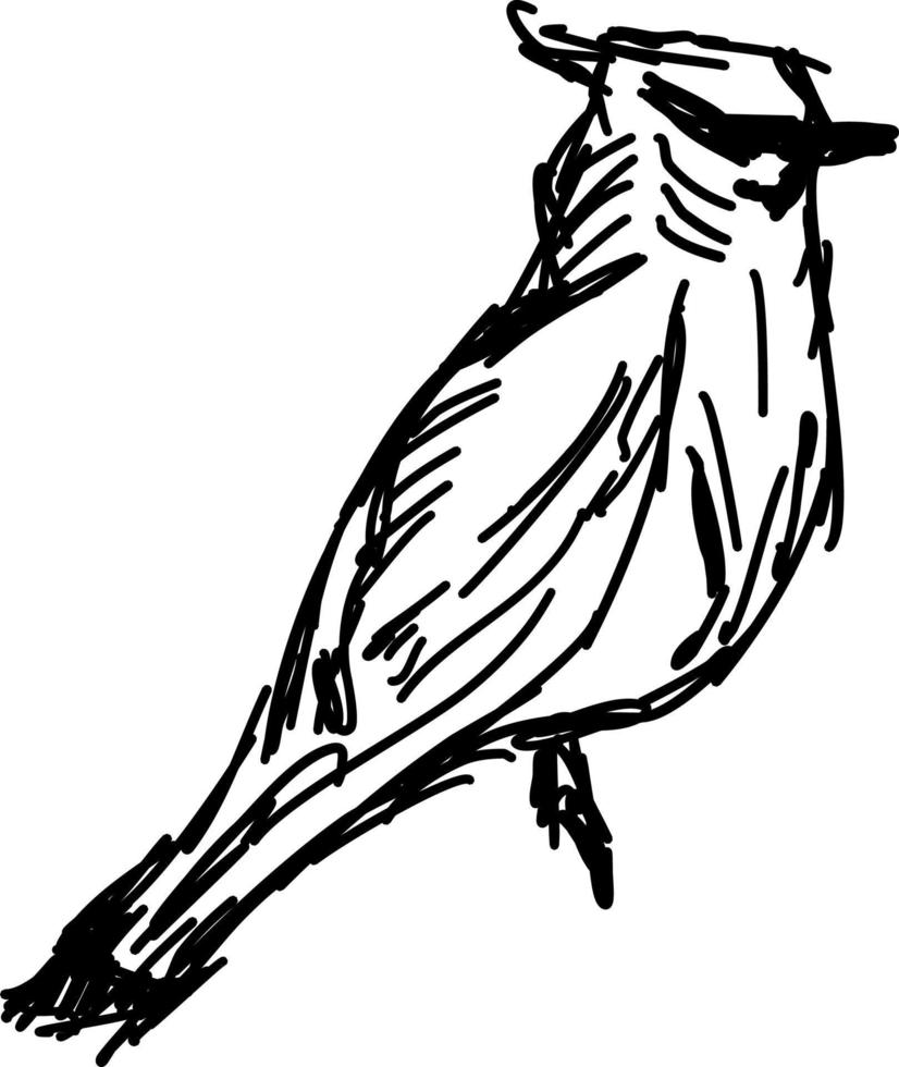 Bird sketch, illustration, vector on white background.