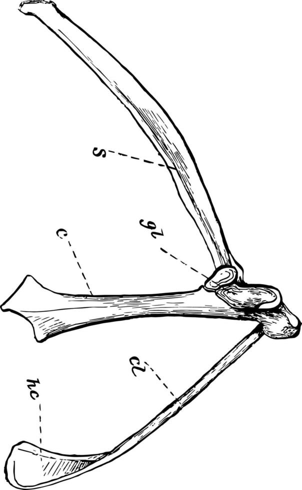 The Right Pectoral Arch of a Bird vintage illustration. vector