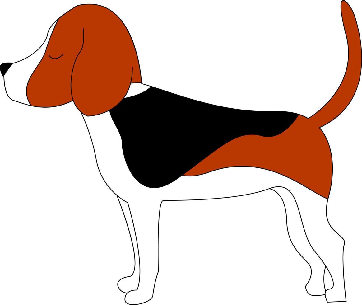 Beagle standing, illustration, vector on white background.