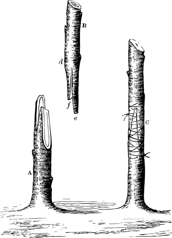 ilustración vintage de injerto de látigo o lengua. vector