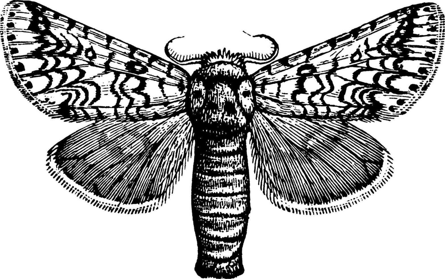 Puss Moth, vintage illustration. vector