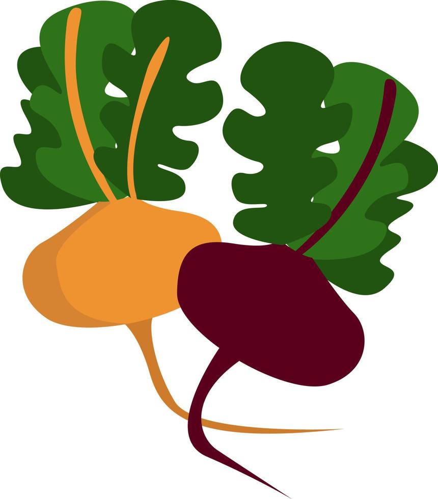 Colorful beets, illustration, vector on white background.