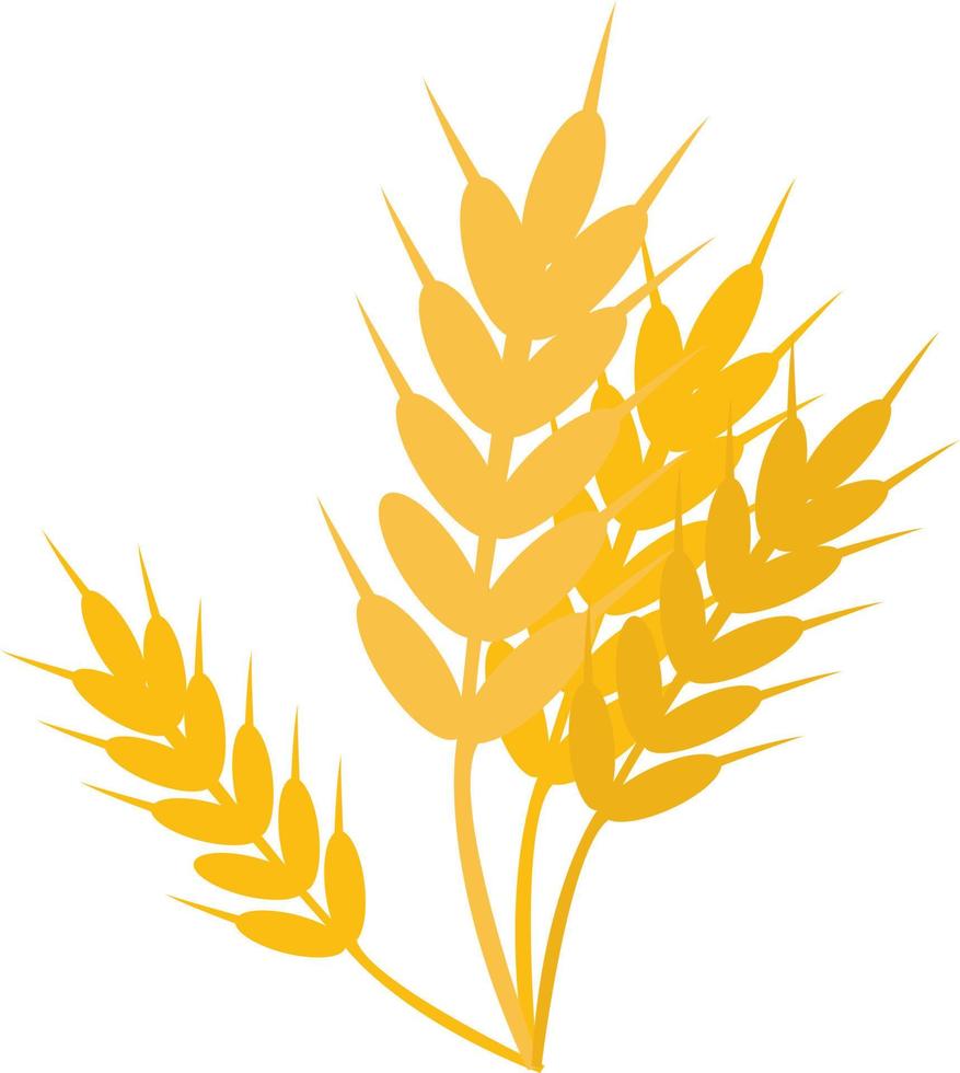 Wheat, illustration, vector on white background.