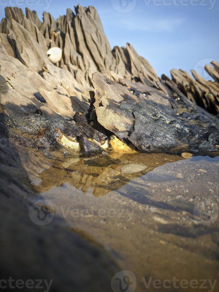 puddle of water in a log on the beach photo