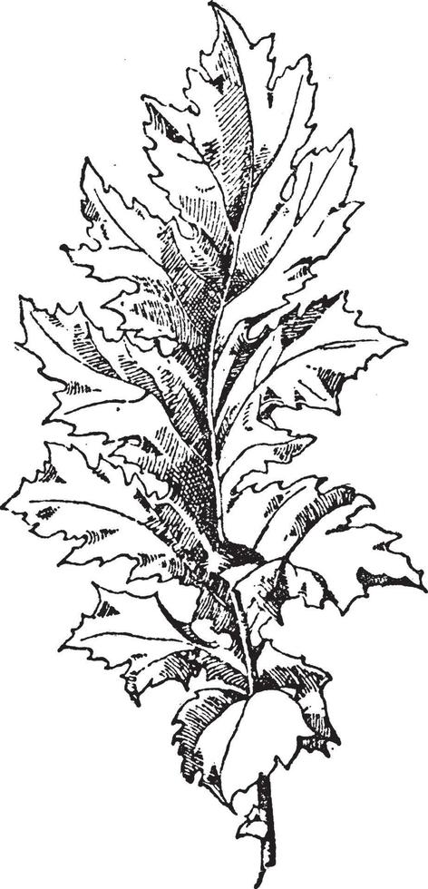 Leaf of Akanthos Mollis has pointed lobes terminating in spines and narrow leaves, vintage engraving. vector