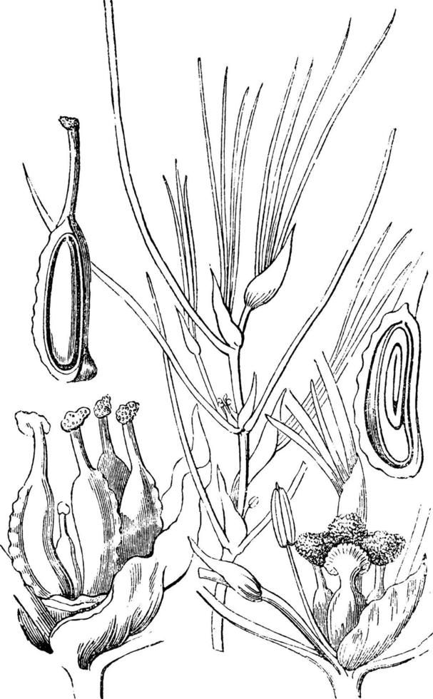 Potamogetonaceae vintage illustration. vector