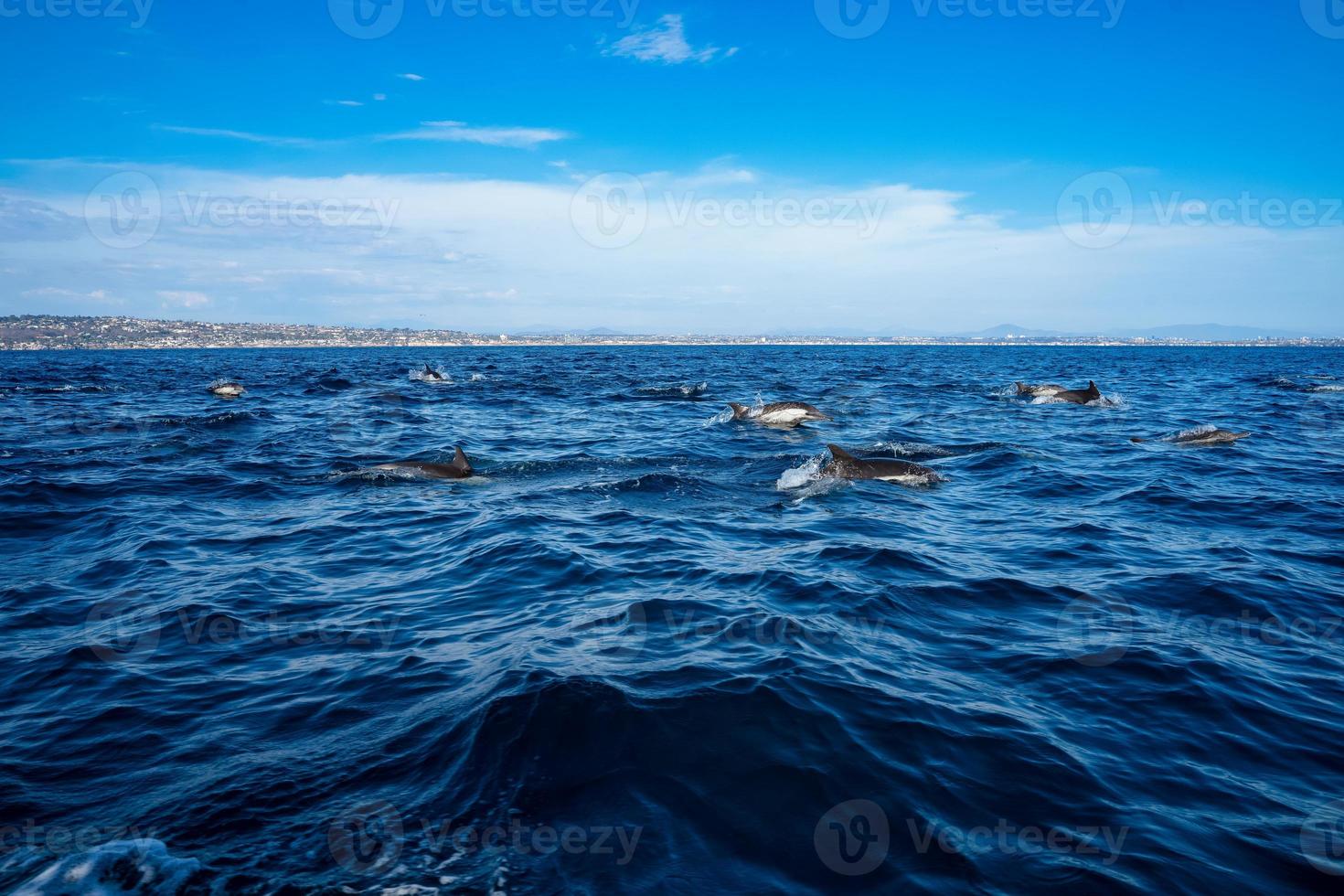 Dolphin pod leaping in ocean with coast photo