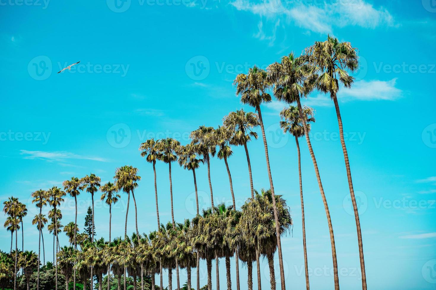 Palm tree row with seagull photo