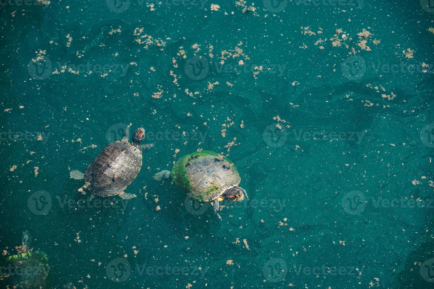 tortugas de orejas rojas en un estanque foto