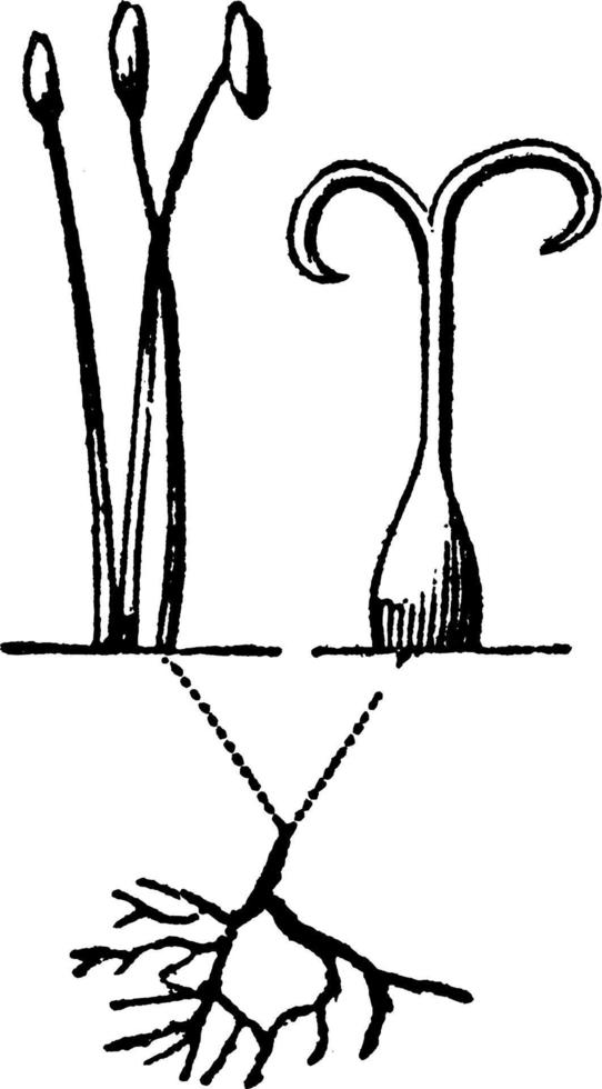 Linnaeus' Monoecia vintage illustration. vector