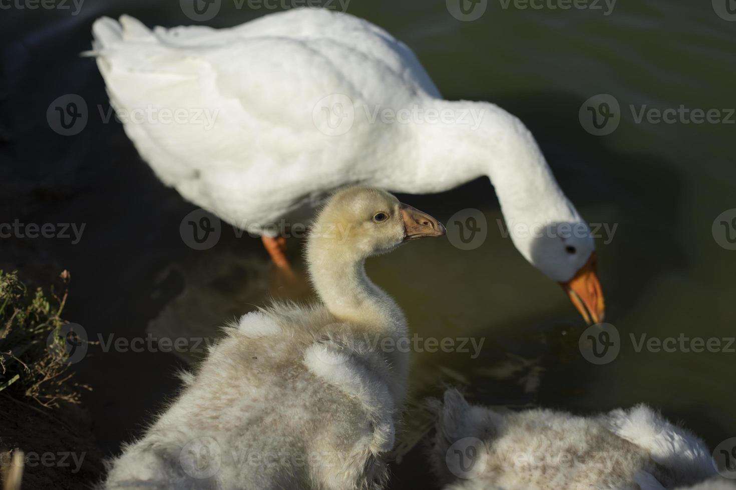 Geese in nature. Water birds. Poultry farm details. Life in countryside. photo