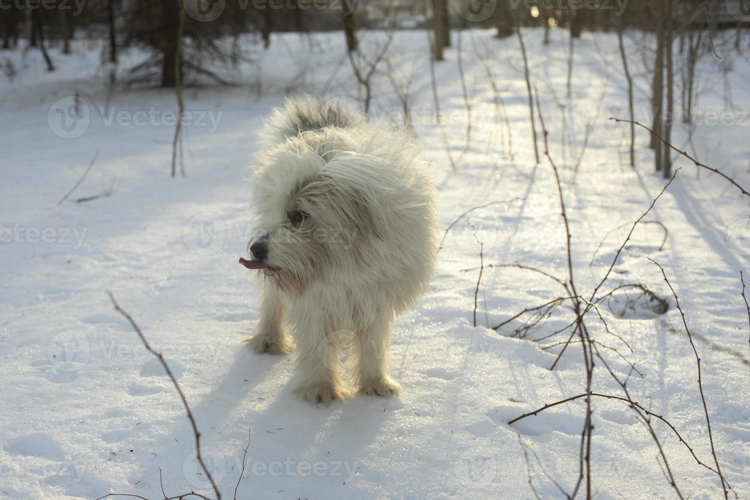 White dog. Pet in winter. Walking dog in park. photo