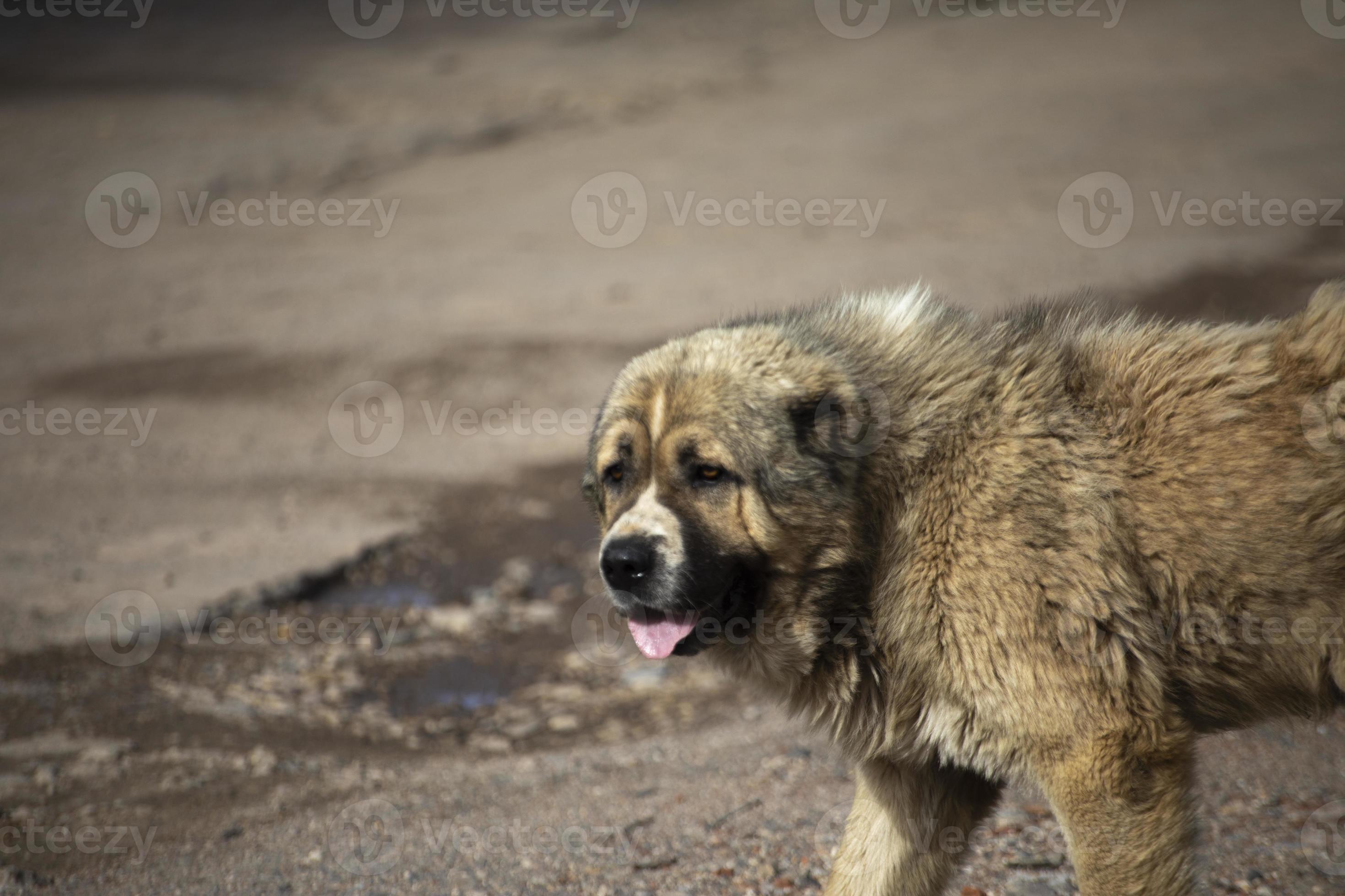 Stray dog on street. Abandoned dog in summer in city. Animal without owner.  13848210 Stock Photo at Vecteezy