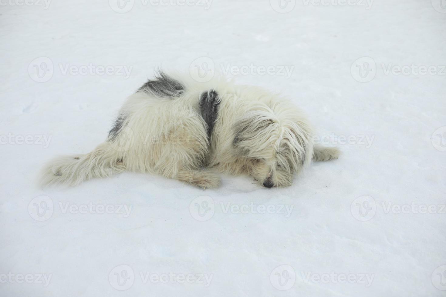Dog in winter. Walking with pet in park in snow. Animal walks in forest. photo
