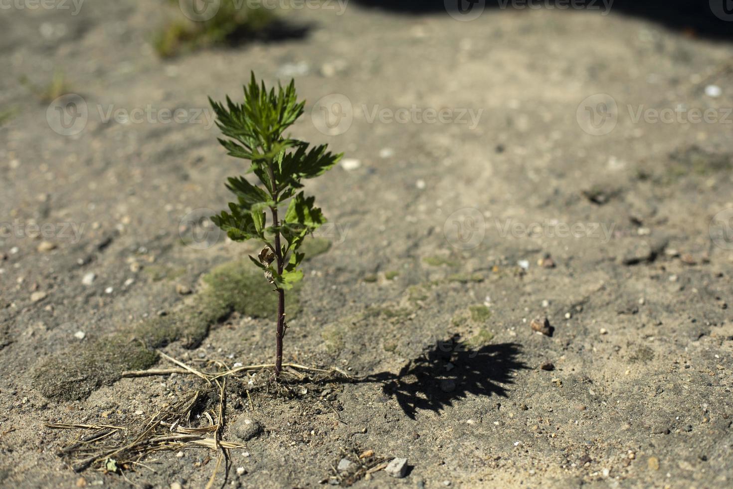 la planta crece en el asfalto. una pequeña planta en tierra. suelo perforado de brotes débiles. foto