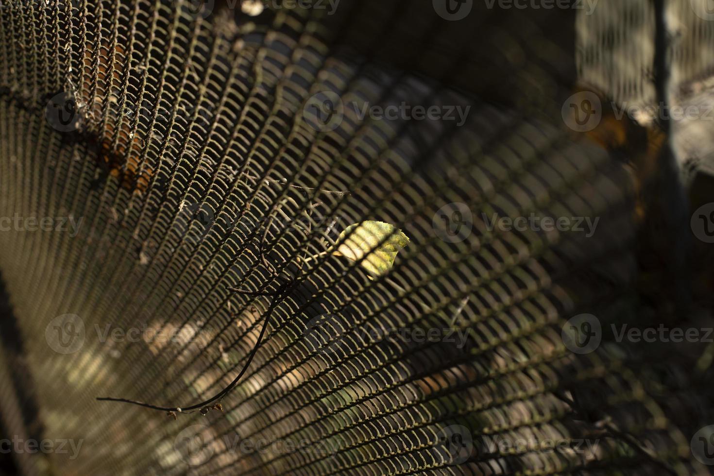 Mesh steel texture. Grid in sunlight. Fence in detail. photo