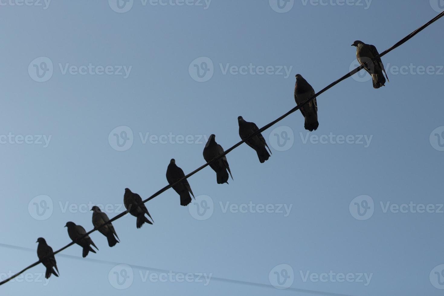 Birds on wire. Pigeons on electric wire against sky. Silhouettes of bird. photo