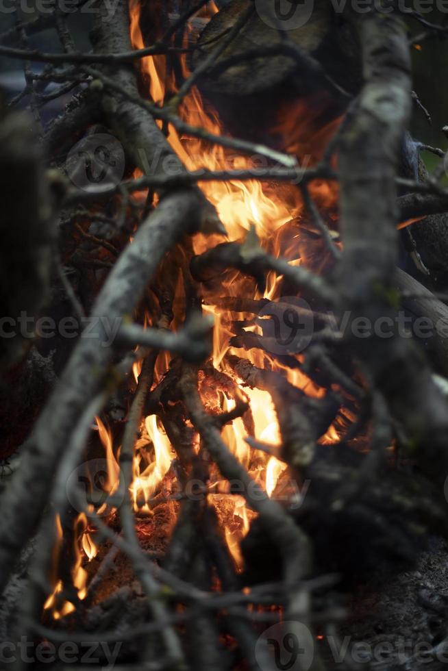 Fire in forest. Flame is yellow. Burning of dry branches. photo