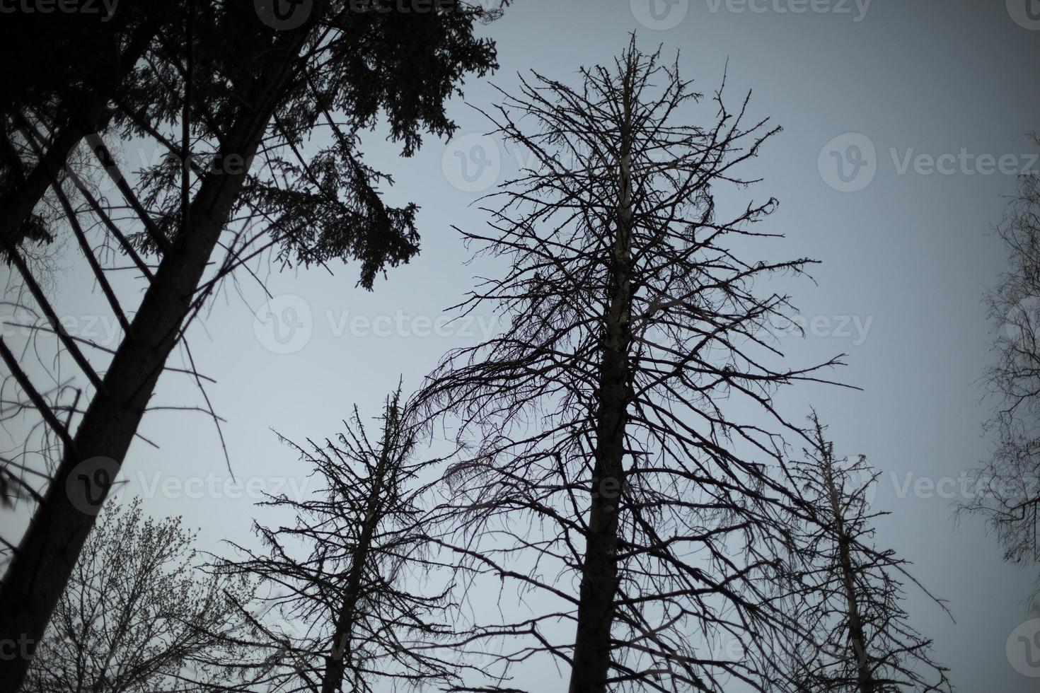 Tree in evening. Tree without leaves. Silhouette of plant. photo