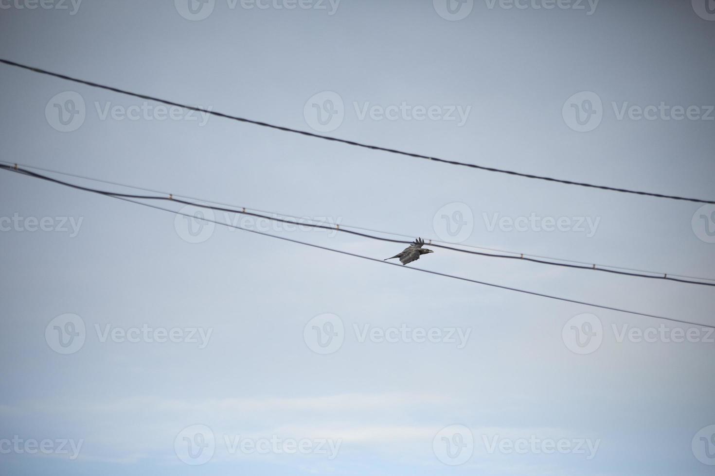 Raven flies through wires. Bird in sky. Black raven in blue sky. photo