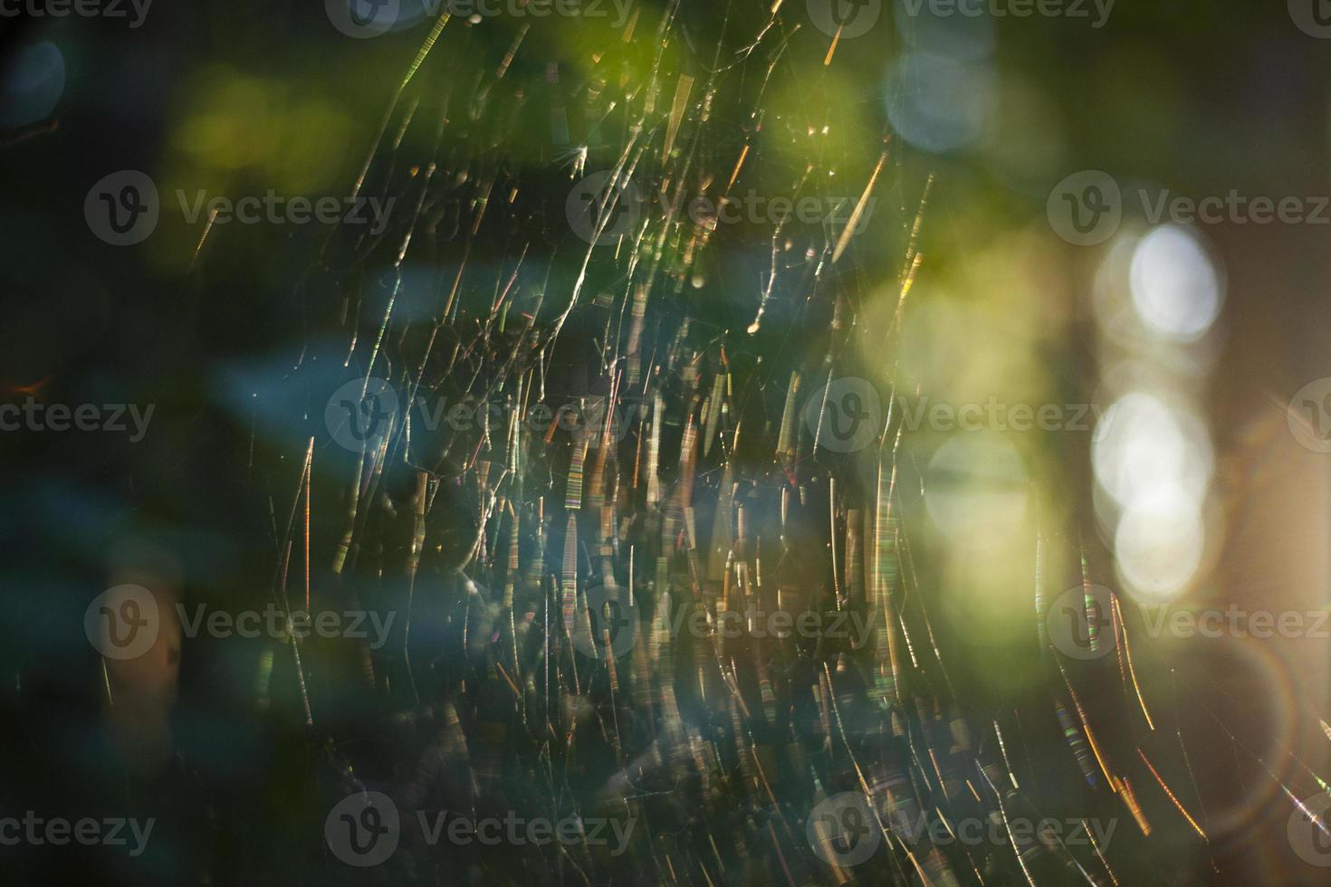 Cobwebs in sunlight. Web in woods. Spider house. Details of nature. photo