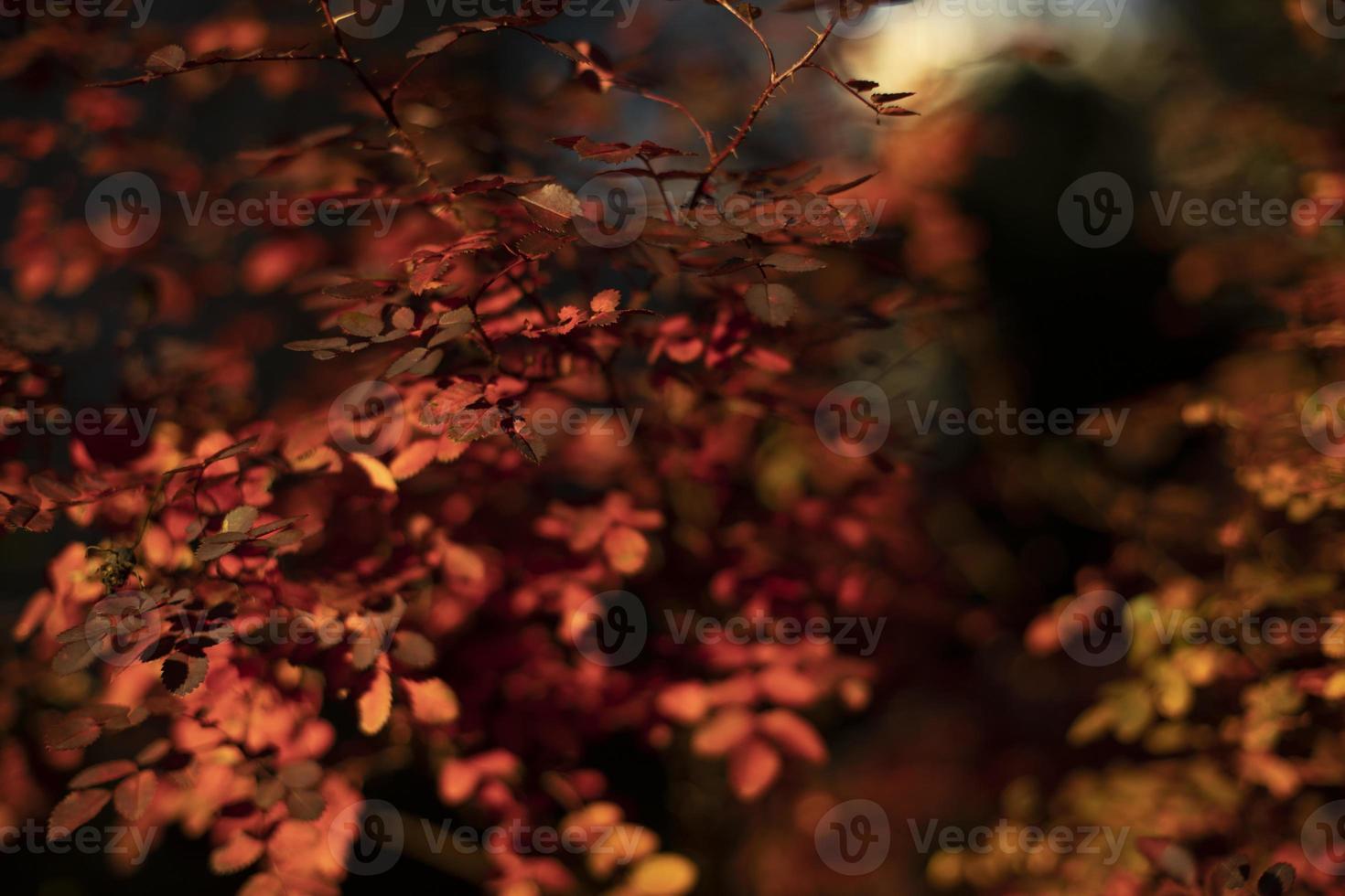 Red leaves in autumn. Autumn colors in nature. Small leaves on shrub. photo