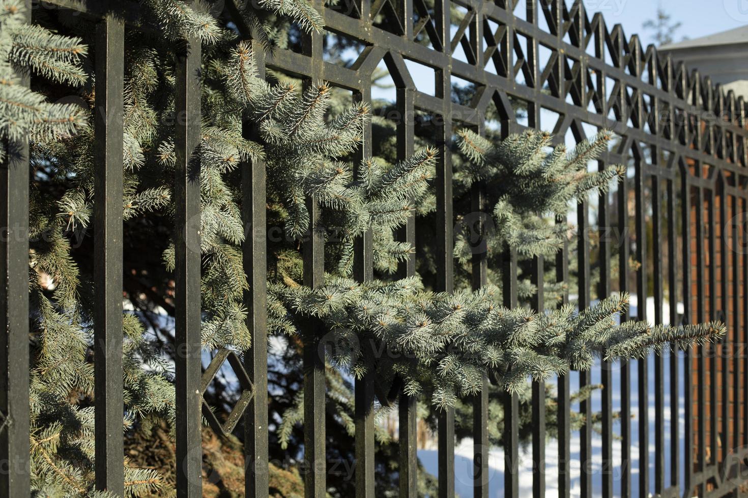 Spruce tree behind fence. Wood through lattice. Blue spruce on private grounds. photo