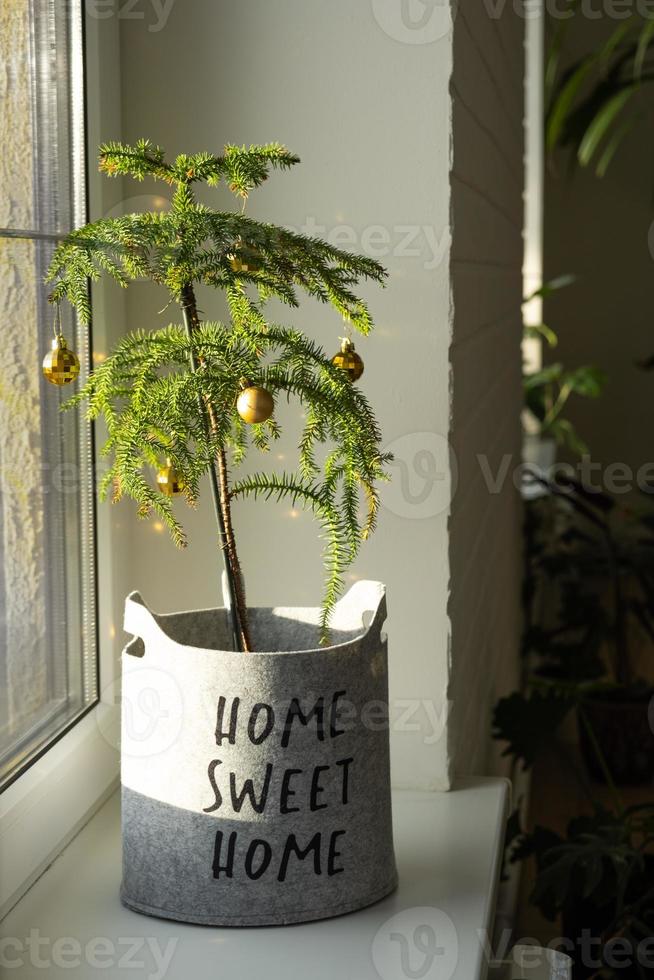 Araucaria house plant is a room spruce decorated with Christmas balls like a Christmas tree in a cozy felt planter with the inscription home sweet home. Green home interior decor photo
