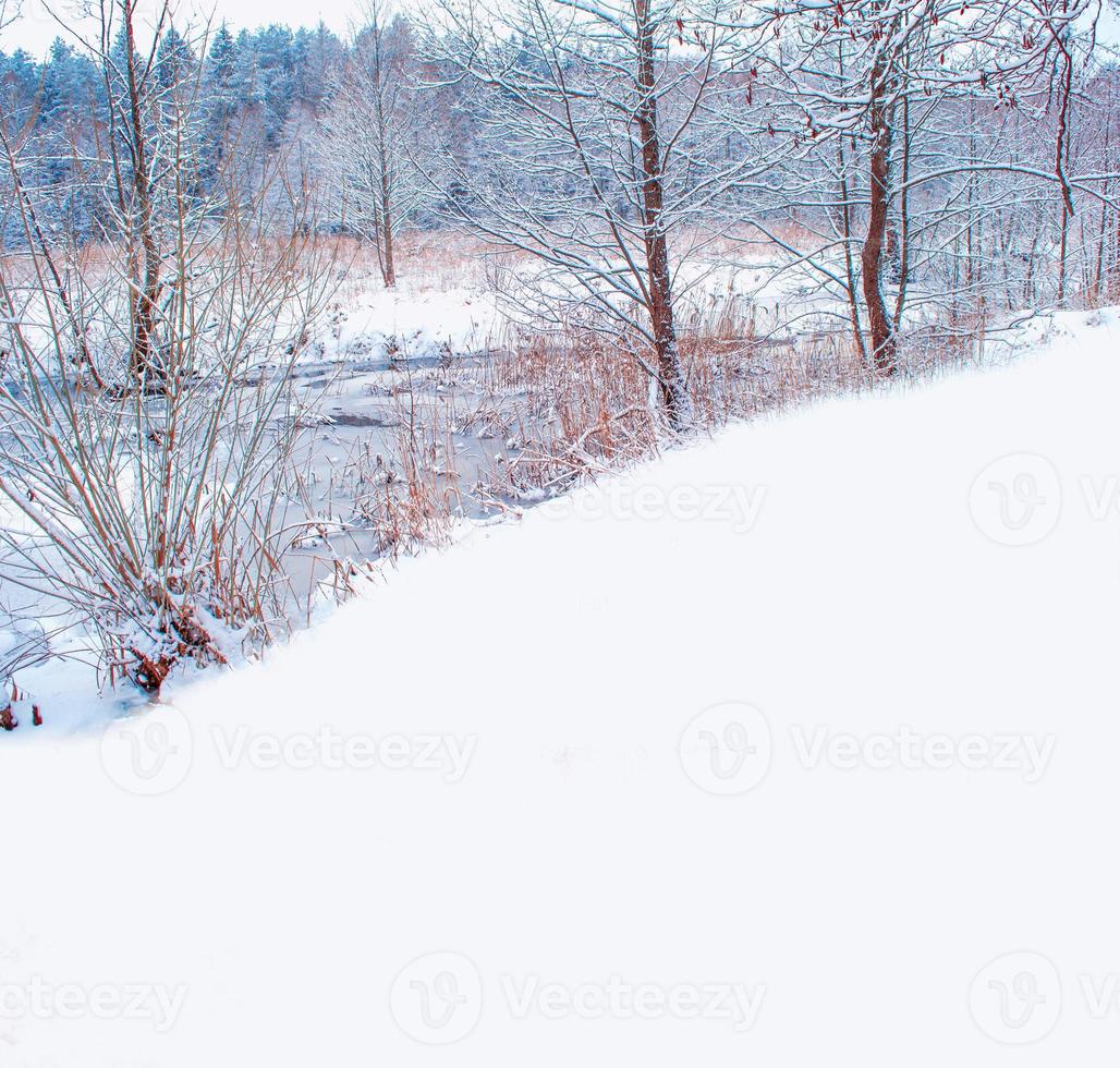 Frozen winter forest with snow covered trees. photo