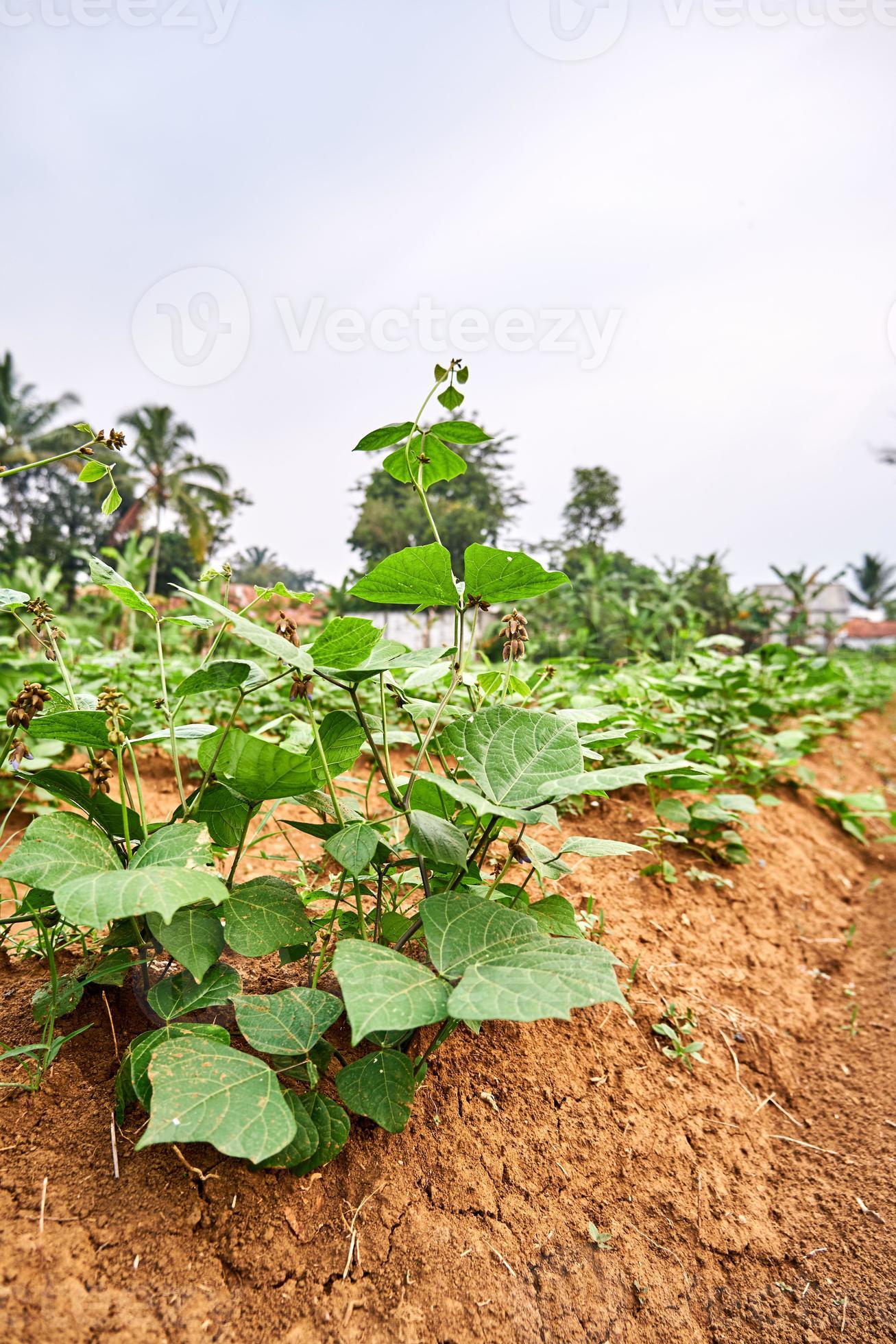 primer plano de una planta de jícama que crece en una plantación. hojas