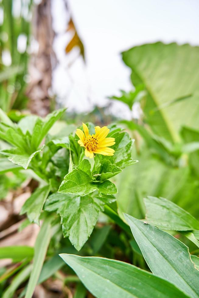 Close-up of wild sunflower growing in plantation photo