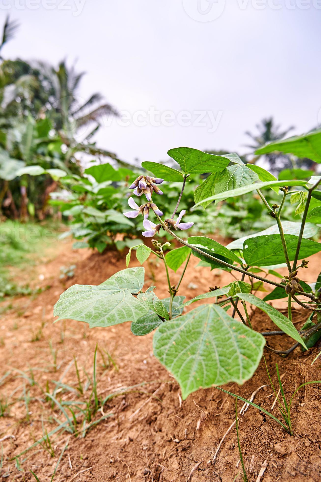 Closeup of a jicama plant growing on a plantation. fresh jicama leaves