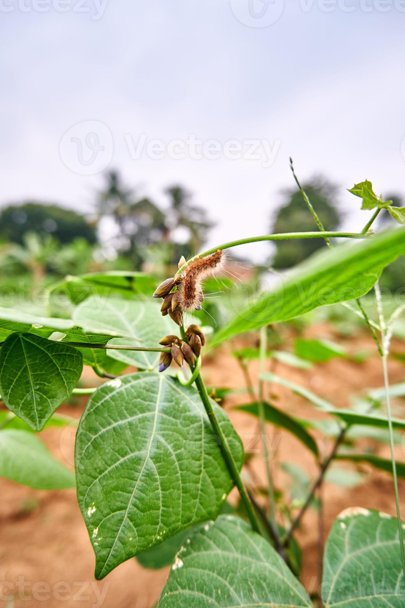 primer plano de una planta de jícama que crece en una plantación. hojas frescas de jícama en la