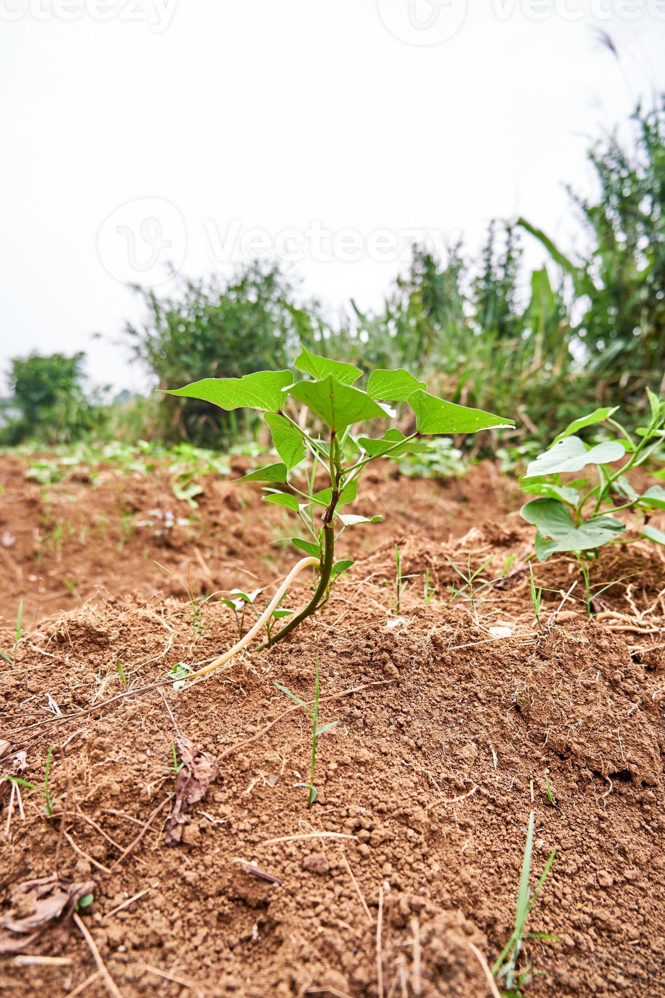 Closeup of a jicama plant growing on a plantation. fresh jicama leaves in a plantation