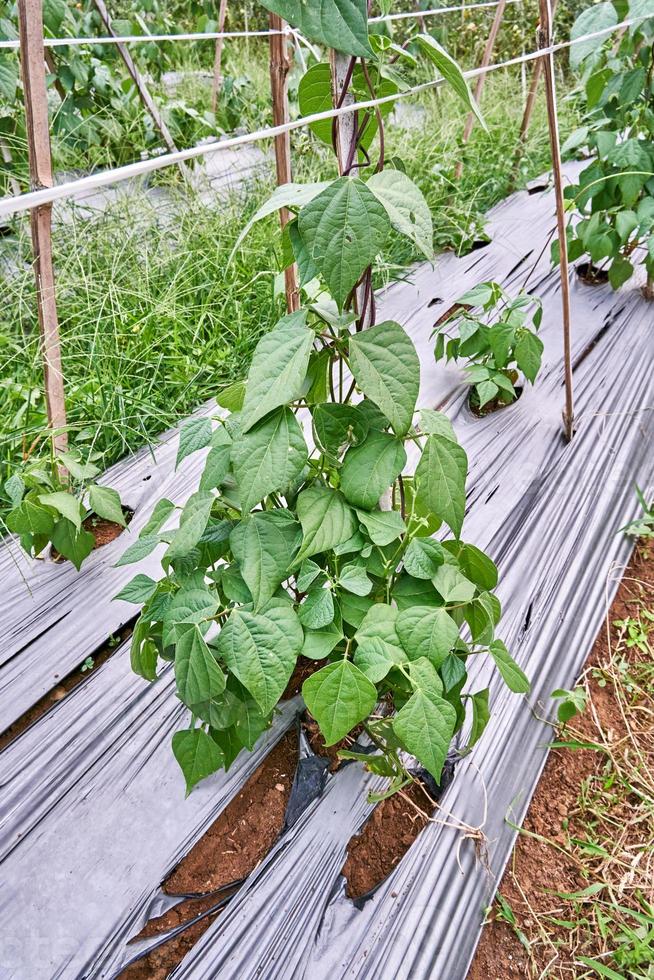 Close-up of string beans or green beans growing on a plantation. string beans or green beans fresh on the plantation photo