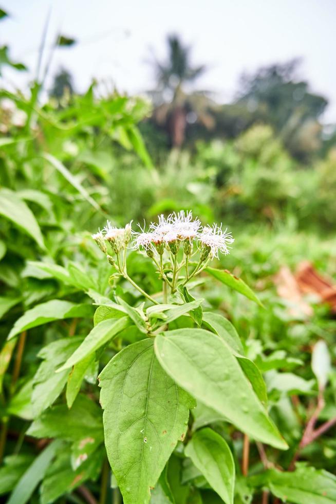 close-up of milkweed plants growing wild in the garden photo